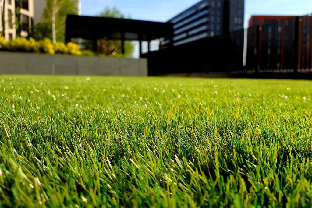 Backyard Lawn