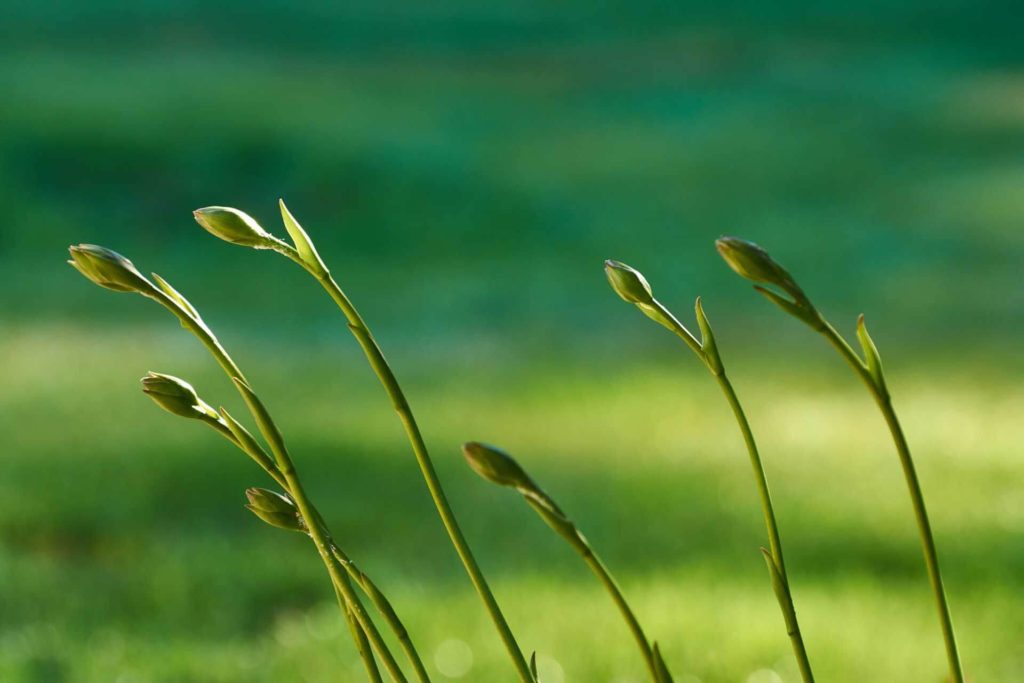 Grass Sprouts