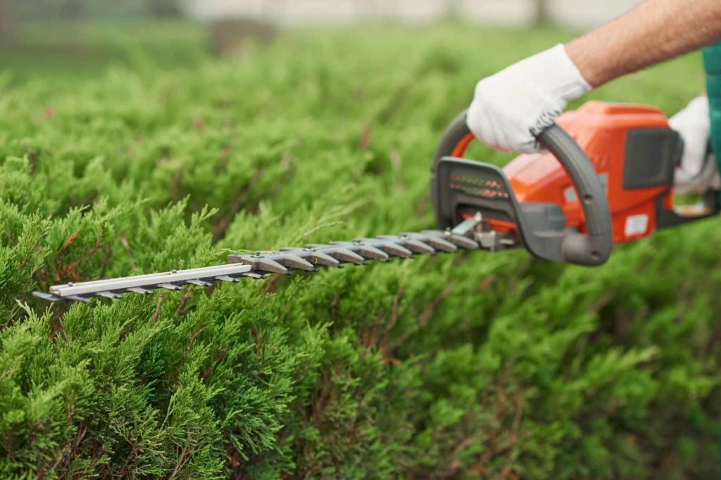 Pruning & Trimming